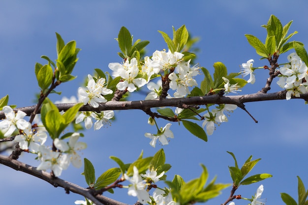 写真 ぼやけた青い空を背景に春の開花期の桜の枝。セレクティブフォーカス