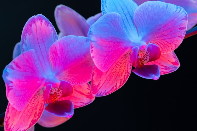 ネオンの光で暗い背景に蘭の花の枝