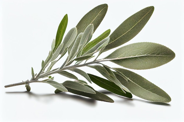 A branch of olive oil with leaves on it