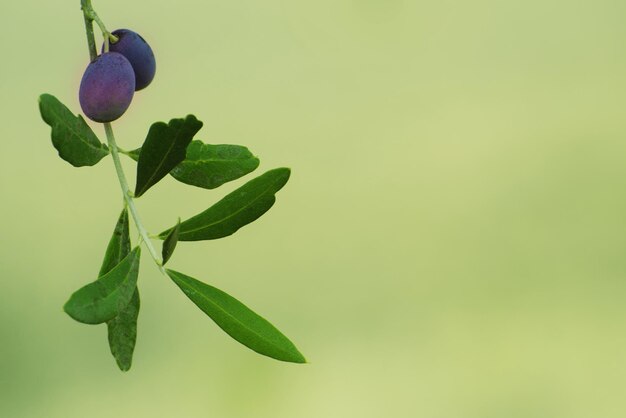 Branch of olive tree with fruits and leaves, natural agricultural food background