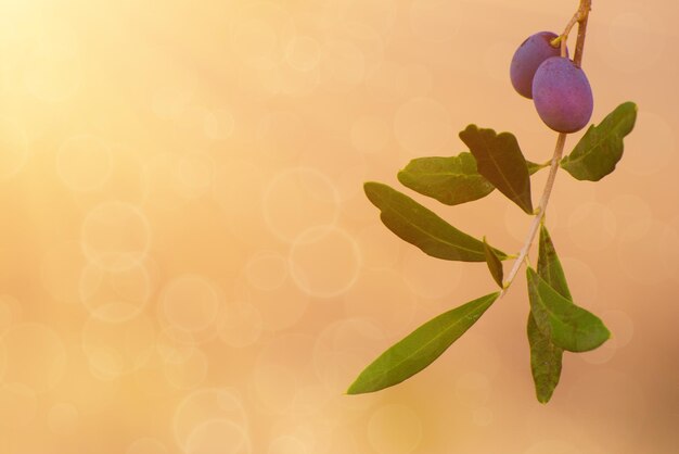 Branch of olive tree with fruits and leaves natural agricultural sunny food background