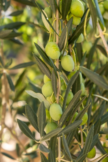 Branch of olive with fruits mediterranean olive tree