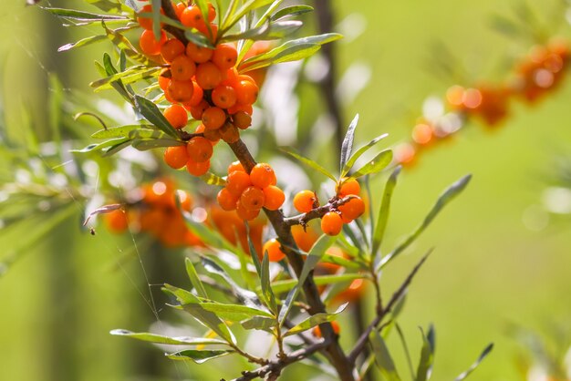 Ramo di bacche di olivello spinoso arancione nel parco autunnale. raccolta stagionale delle bacche in campagna.