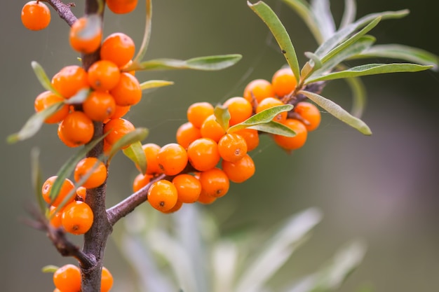 Branch of orange sea buckthorn berries in autumn park. Seasonal berry harvest in countryside.