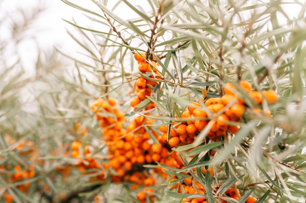 A branch of orange sea buckthorn berries close up. a lot of useful berries of sea-buckthorn on a bush with green leaves. the berry from which the oil is made. defocused or small depth of field