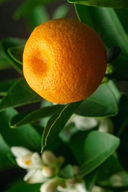 흰색 배경에 분리된 과일과 꽃이 있는 오렌지 또는 귤 나무의 가지