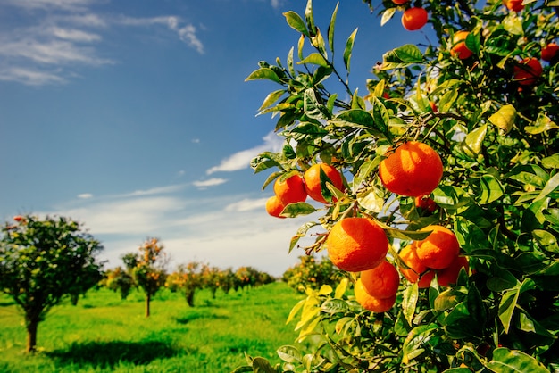 Branch orange tree.