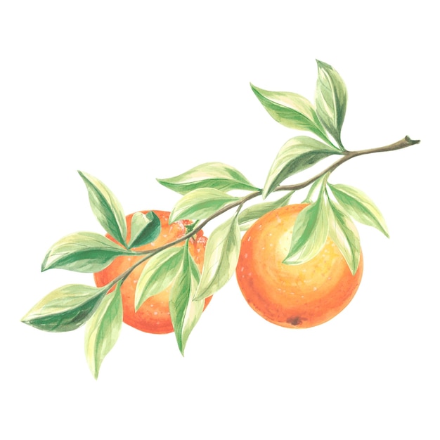 Branch of oranges fruits with green leaves and flowers watercolor summer citrus isolated hand drawn