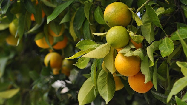 A branch of oranges with leaves and oranges on it