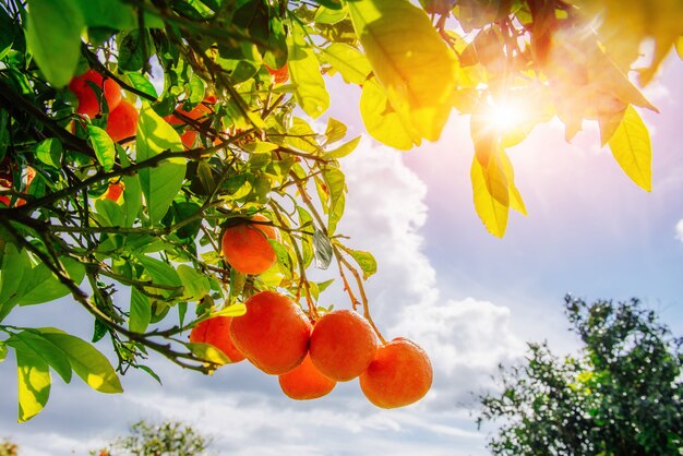 Branch oranje boom.