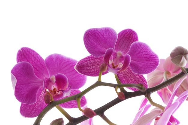 Branch of orchid flower (phalaenopsis) on white background