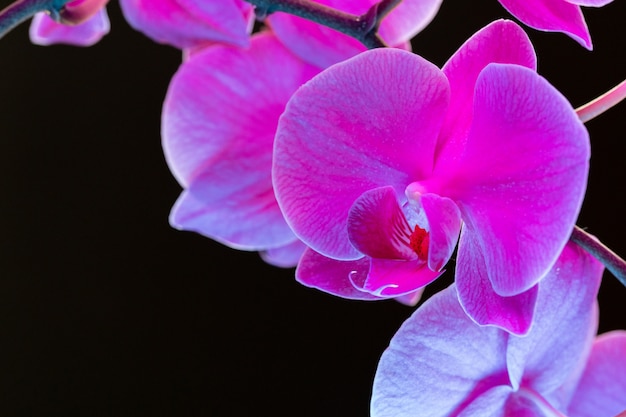 Branch of orchid flowers in neon light close up