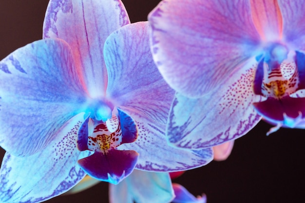 Branch of orchid flowers in neon light close up