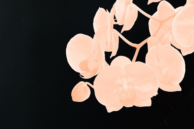Photo branch of orchid flowers toned in peach fuzz color on dark background