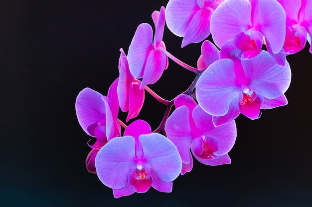 Branch of orchid flowers