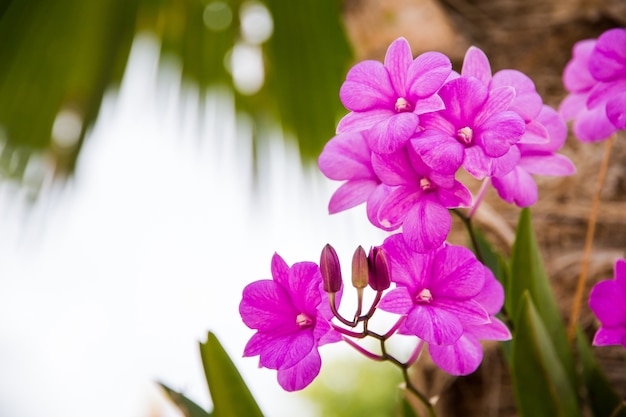 a branch of orchid in the garden,Beautiful orchid blooming on thee