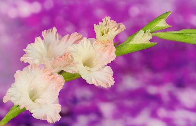 Branch of pale pink gladiolus on purple background closeup