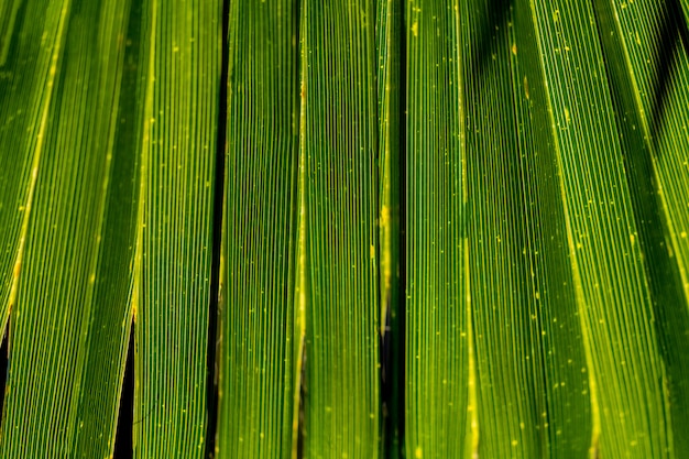 A branch of palm trees closeup. Palm and tropical texture. Green background 