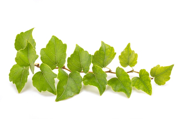 Branch of Parthenocissus in front of white