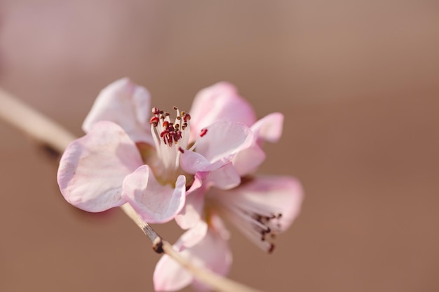 A branch of peach blossoms with pink flowers in spring