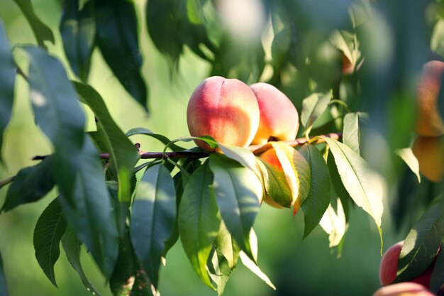 Photo branch of peach tree close up