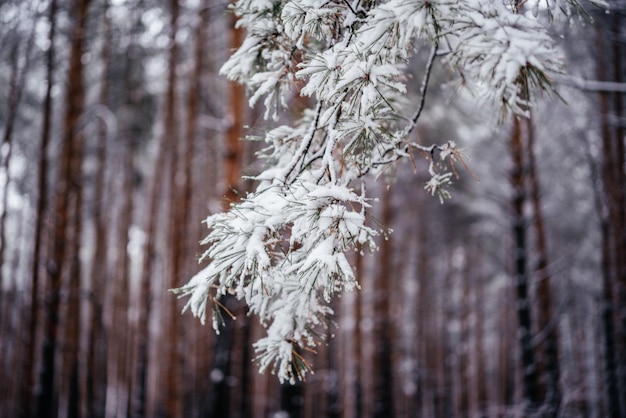 A branch of a pine tree covered with fluffy snow againt winter forest background