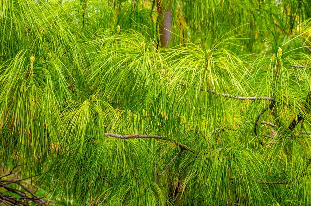 A branch of a pine tree is swaying in the wind.