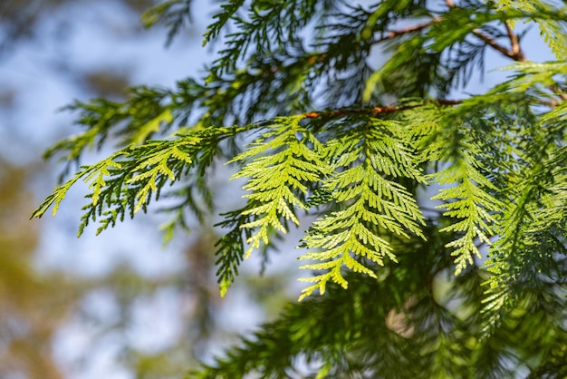 a branch of a pine tree with a blue sky in the background