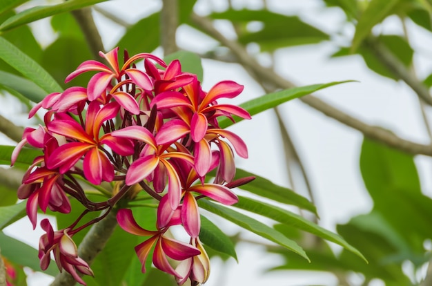 ピンクのプルメリアの花の枝