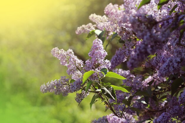 Branch of pink lilac in a garden Beautiful flowering flowers of lilac tree Spring concept