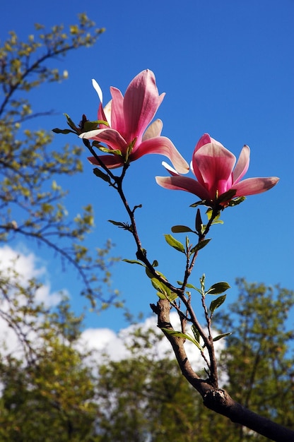 Branch of pink magnolia flowers