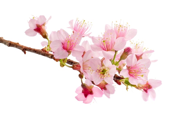 Photo branch of pink sakura flowers isolated white background.