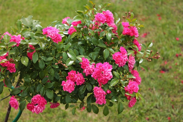 A branch of pink tender roses in a cozy park computer wallpaper