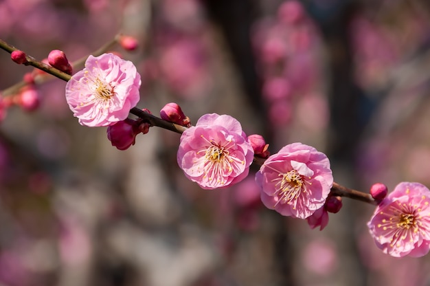 Branch of pink Ume blossom Japanese plum illuminated by sunlight beautiful bokeh