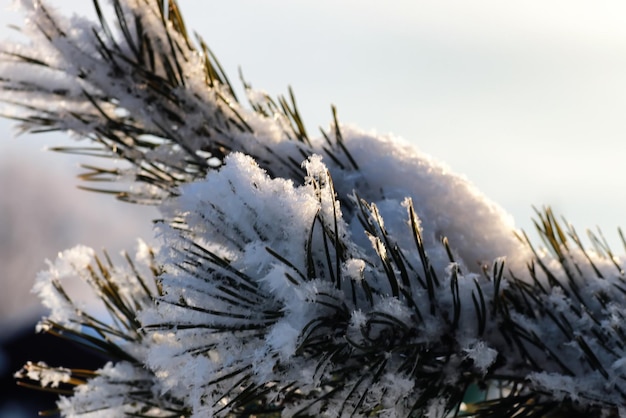 Branch of the plant covered with snow winter macro