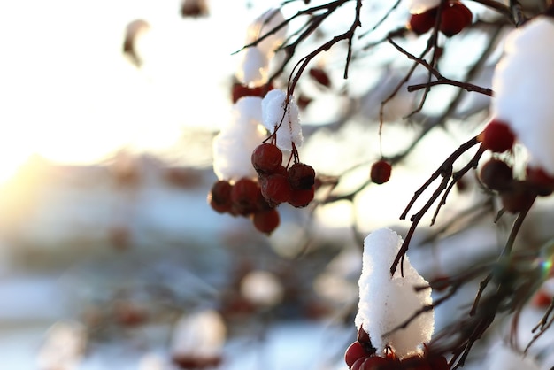 Branch of the plant covered with snow winter macro