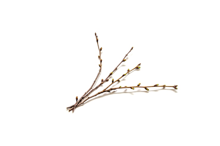 Photo branch plant isolated on a white background