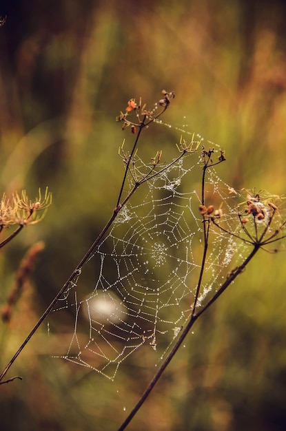 A branch of a plant in a web closeup