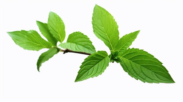 a branch of a plant with green leaves that has the word mint on it