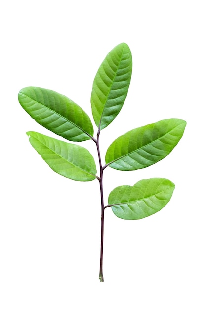 녹색 잎을 가진 식물의 가지
