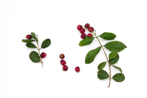 A branch of a plant with red berries and leaves