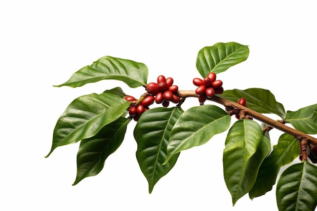 a branch of a plant with red berries