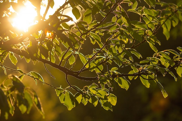 A branch of a plum tree in the rays of the sun