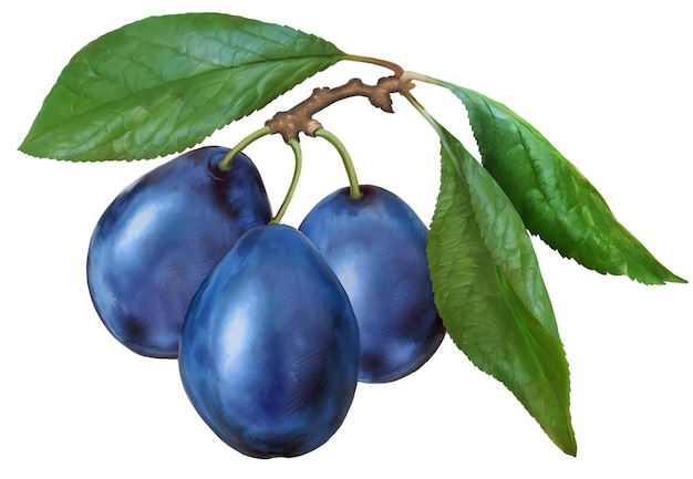 Branch of prunes closeup Highquality naturalistic drawing of a plum For label and packaging desi