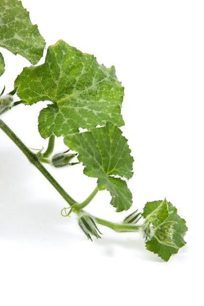 Branch of pumpkin plant