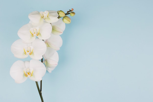 Foto il ramo del fiore bianco puro dell'orchidea su fondo blu