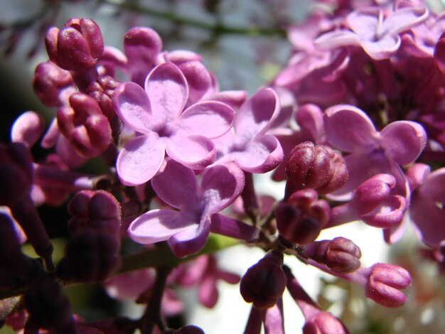 Foto ramo di fiori lilla viola syringa vulgaris giglio piante in fiore sfondo contro il cielo blu macro