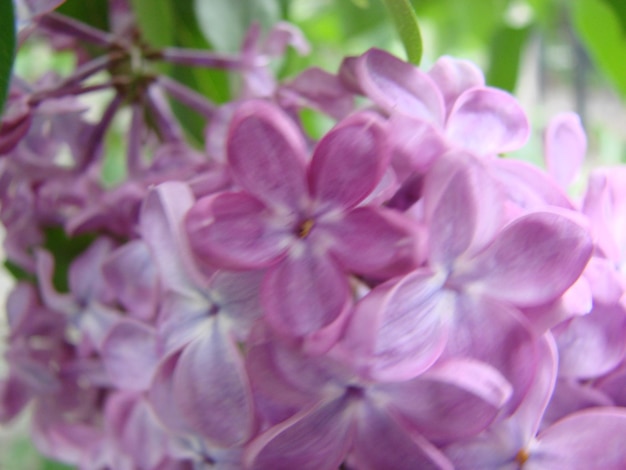 Photo branch of purple lilac flowers syringa vulgaris lily blooming plants background against blue sky macro
