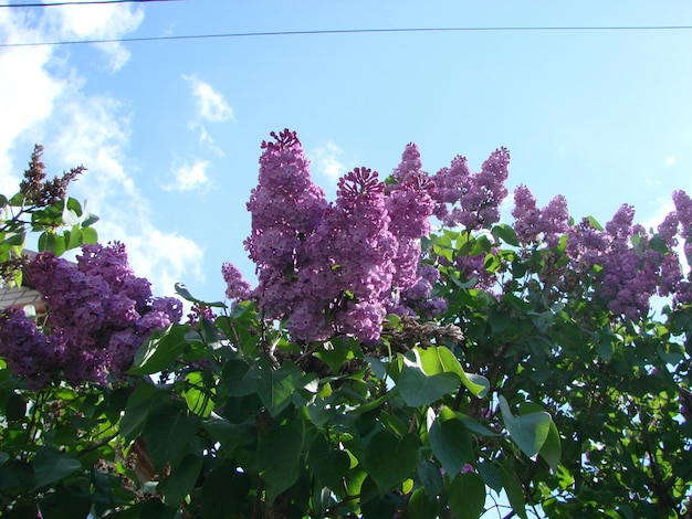 Branch of purple lilac flowers Syringa vulgaris lily blooming plants background against blue sky