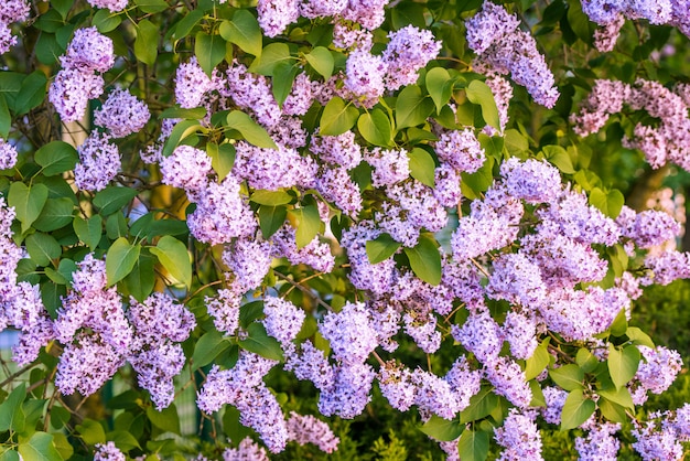 葉と紫のライラックの花の枝